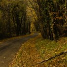 Country Roads in Autumn